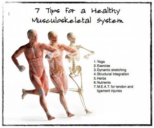 musculoskeletal-system