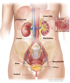 nieren-en-urinewegen